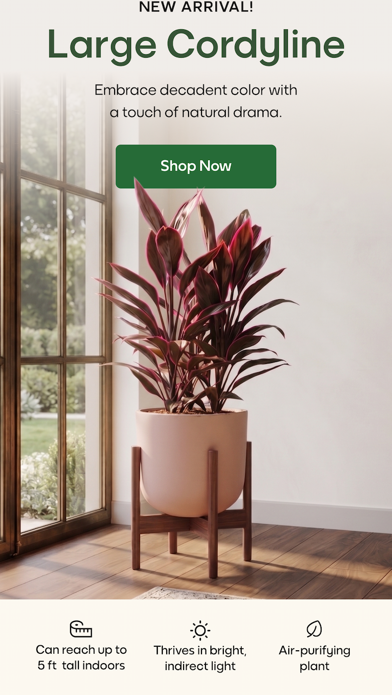 Large Cordyline