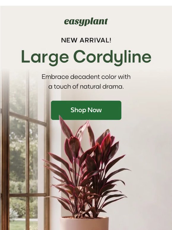 New! Meet the Large Cordyline 🐦‍🔥🌱