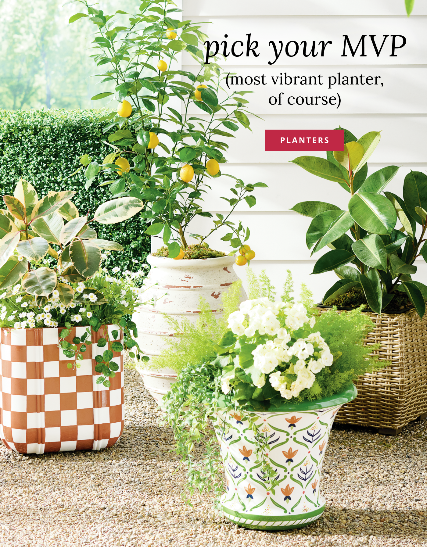 Shop Planters