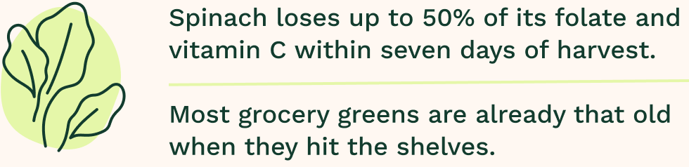 Spinach loses up to 50% of its folate and vitamin C within seven days of harvest. Most grocery greens are already that old when they hit the shelves.
