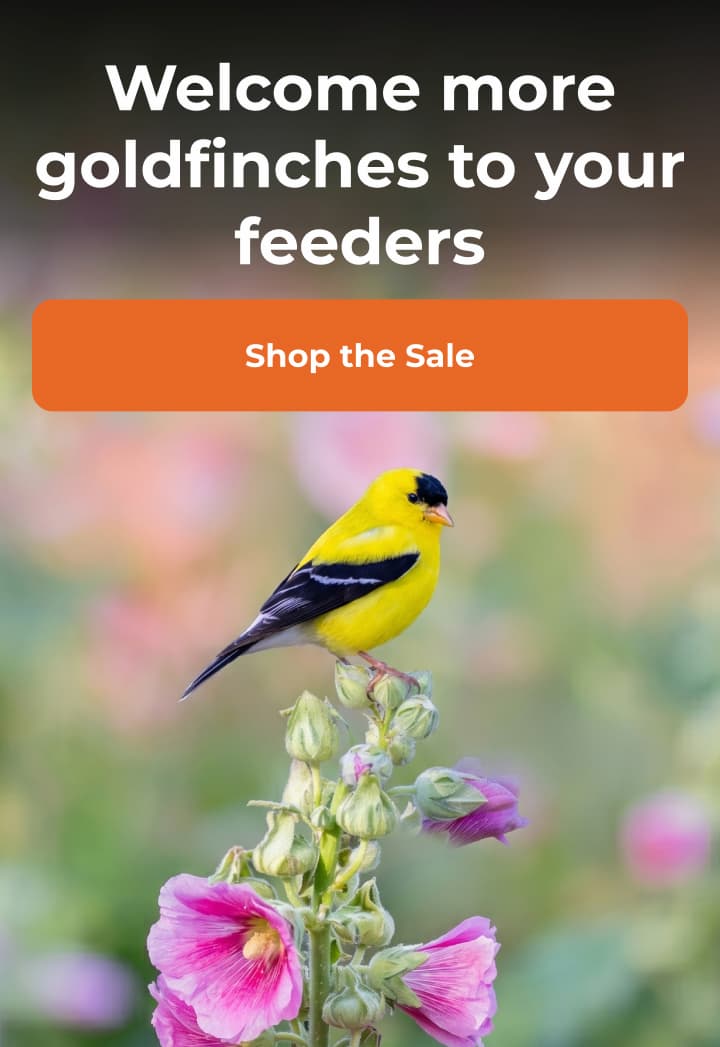 Welcome more goldfinches to your feeders
