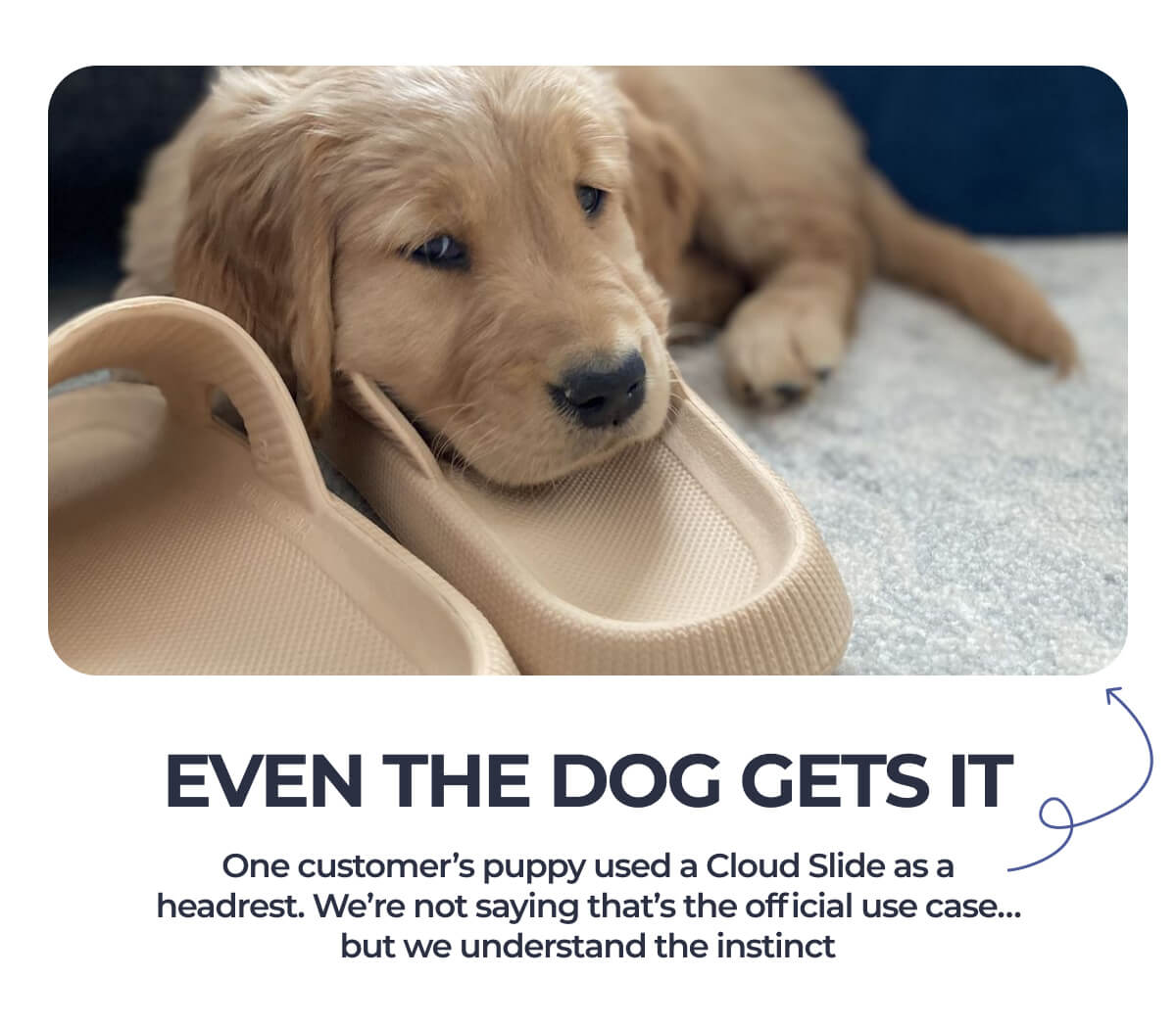 Even the dog gets it