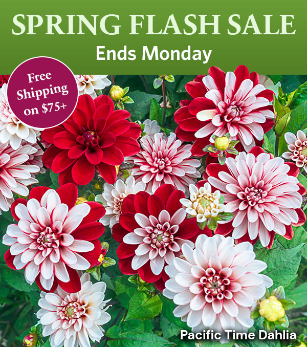 Free Shipping on $75+ Sale Category