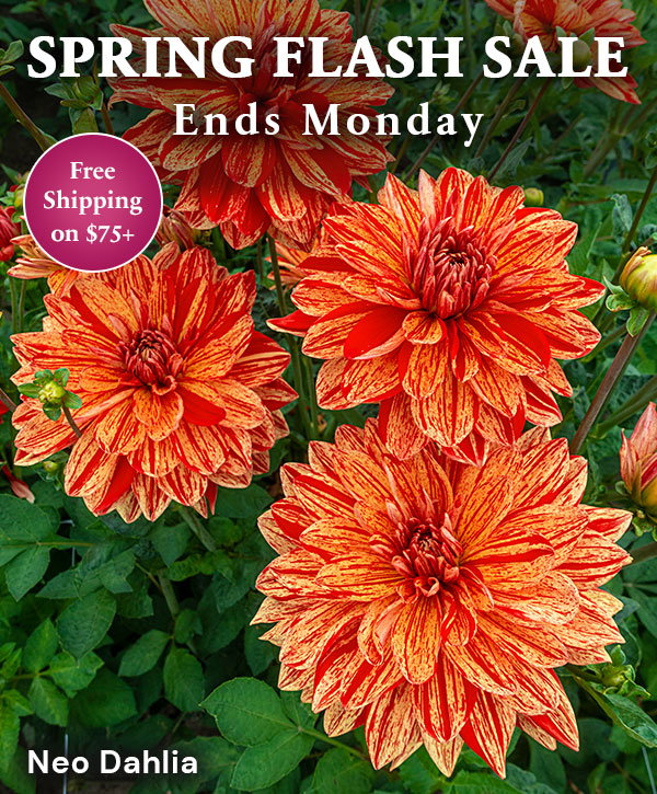 Free Shipping on $75+ Sale Category