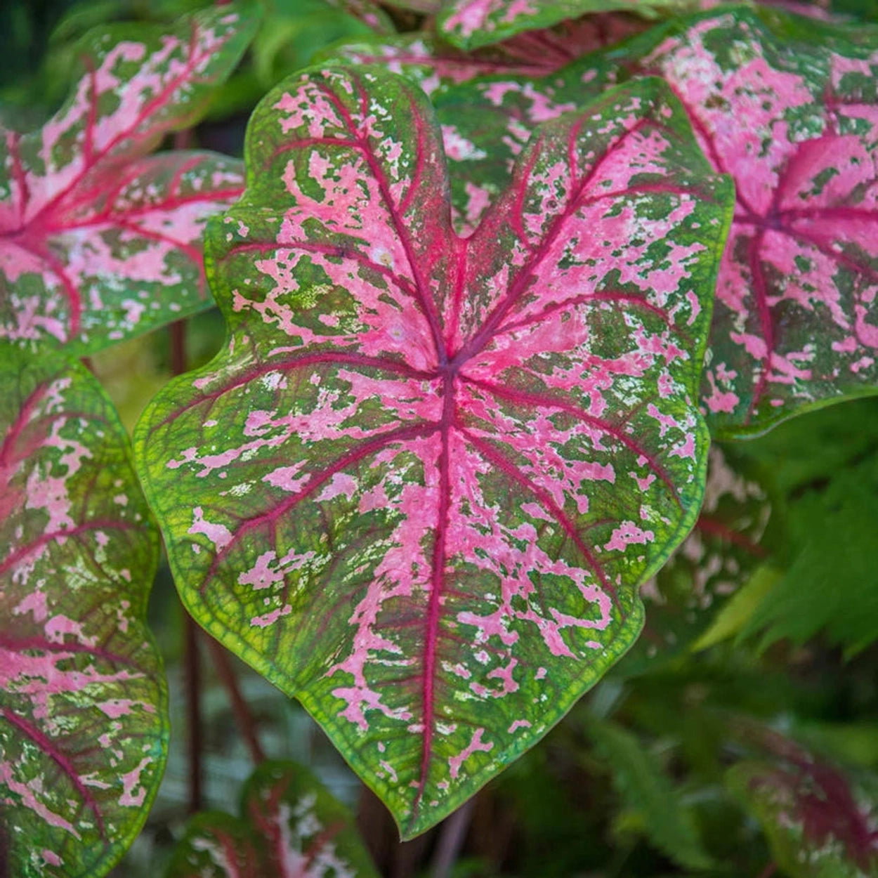 Carolyn Whorton Fancy Leaf Caladium