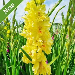Burning Sunrays Gladiolus