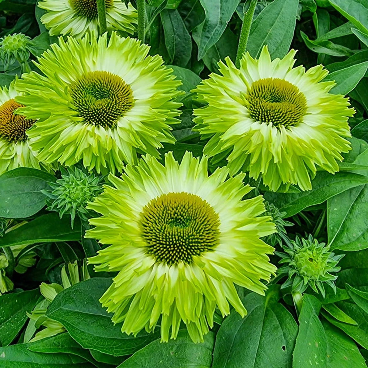 Apple Green Coneflower