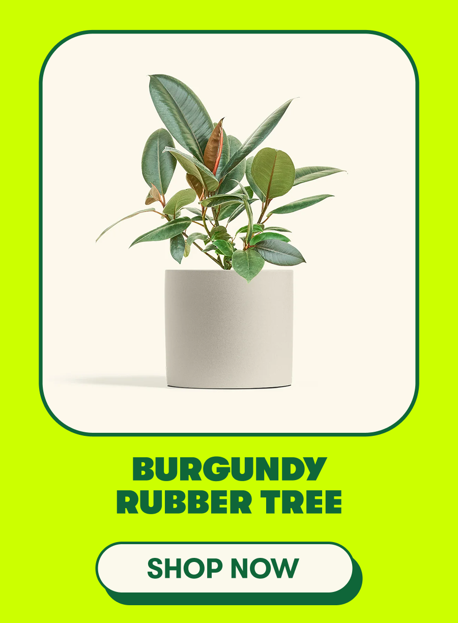 Burgundy Rubber Tree
