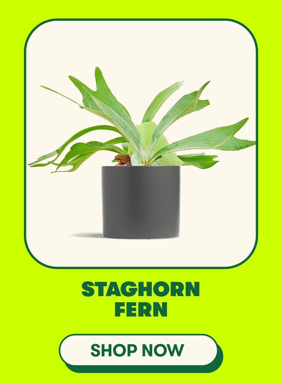 Staghorn Fern