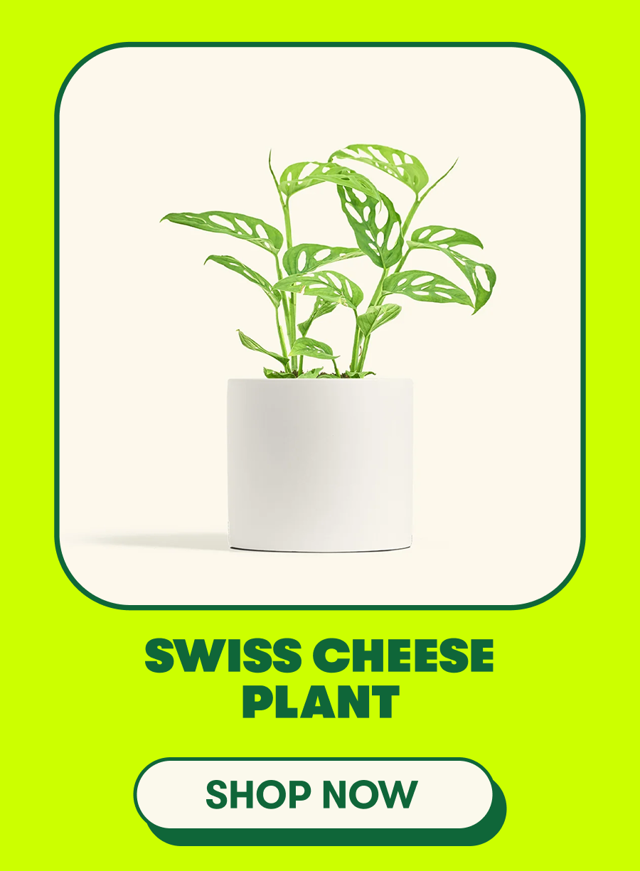 Swiss Cheese Plant