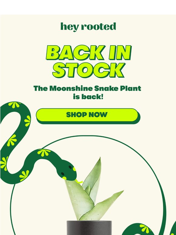 Back in stock - the Moonshine Snake Plant is here! 🐍🪴