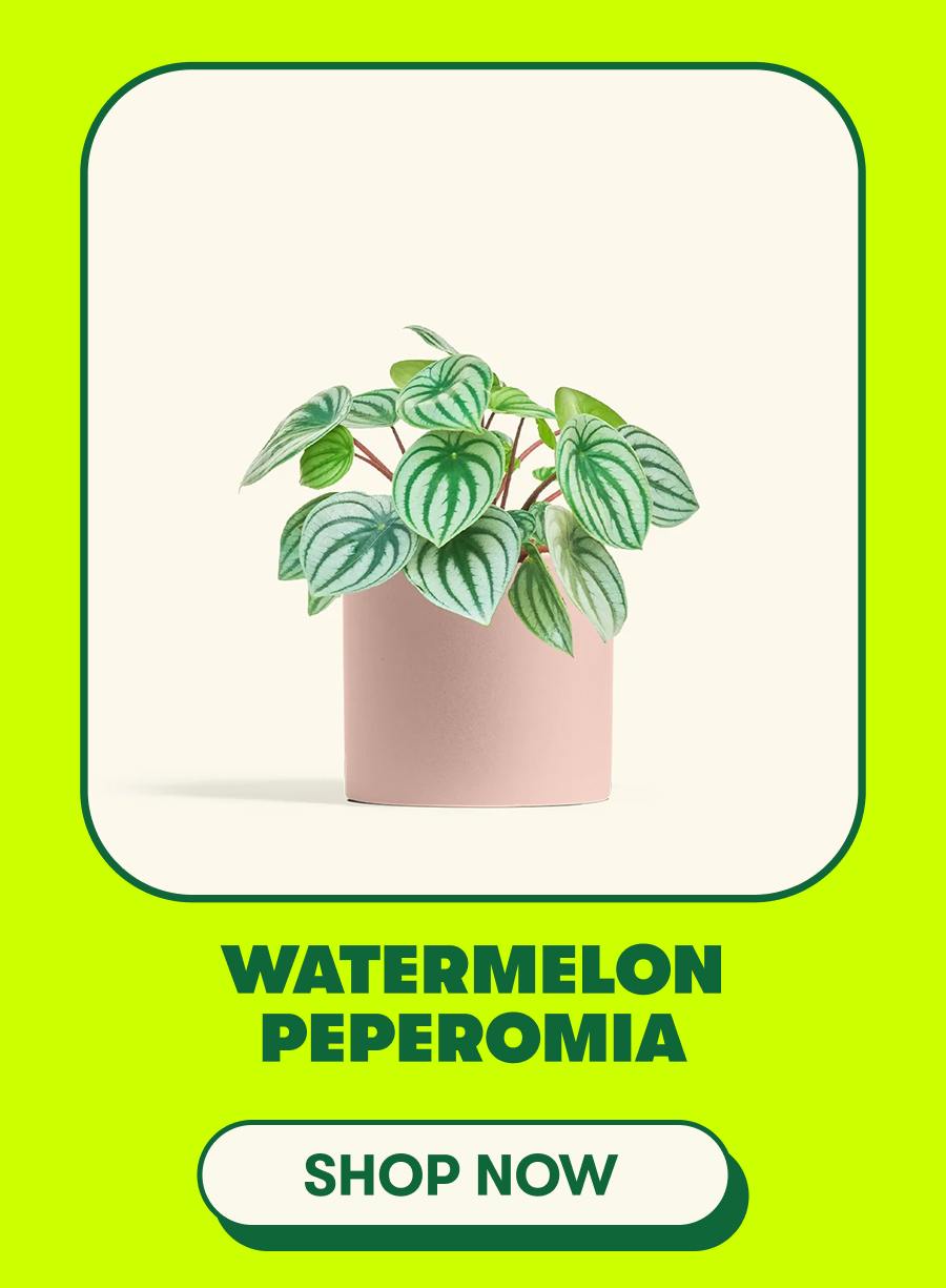 watermelon peperomia