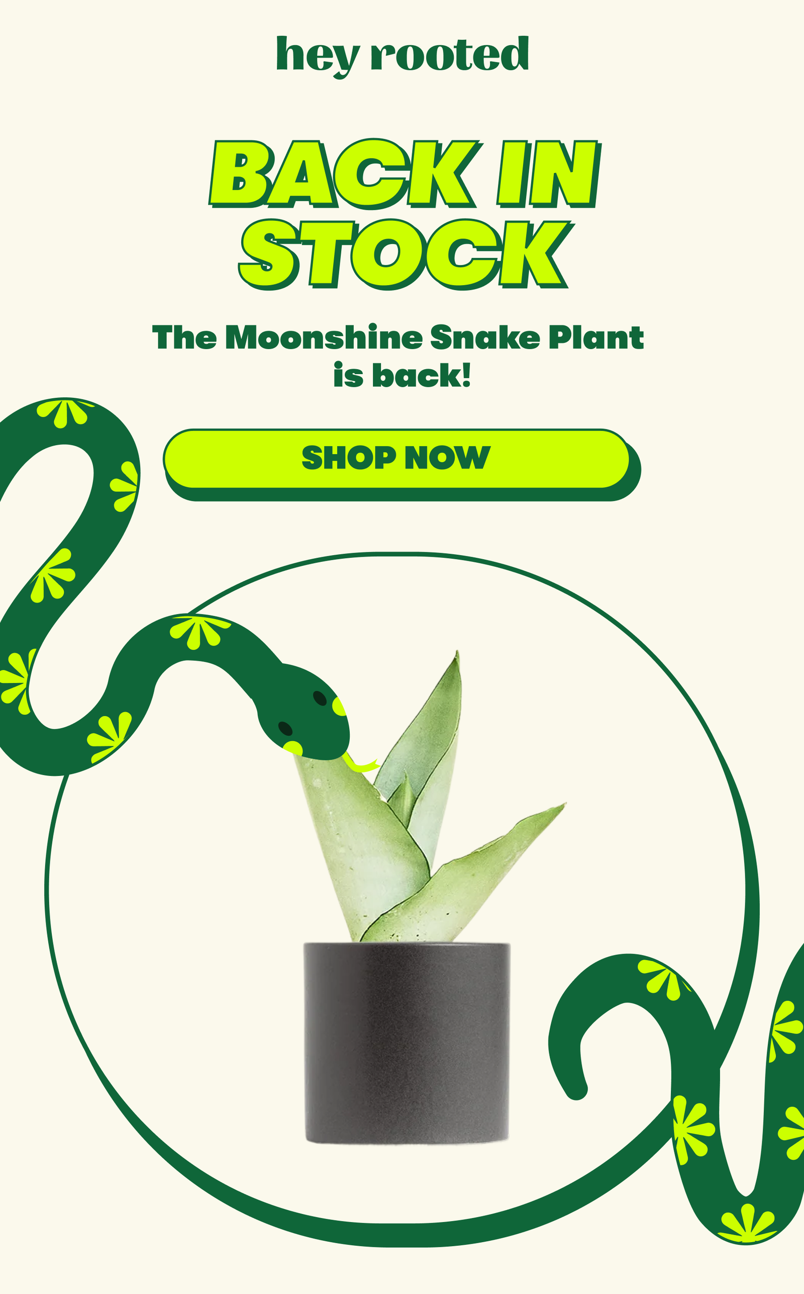 back in stock the moonshine snake plant