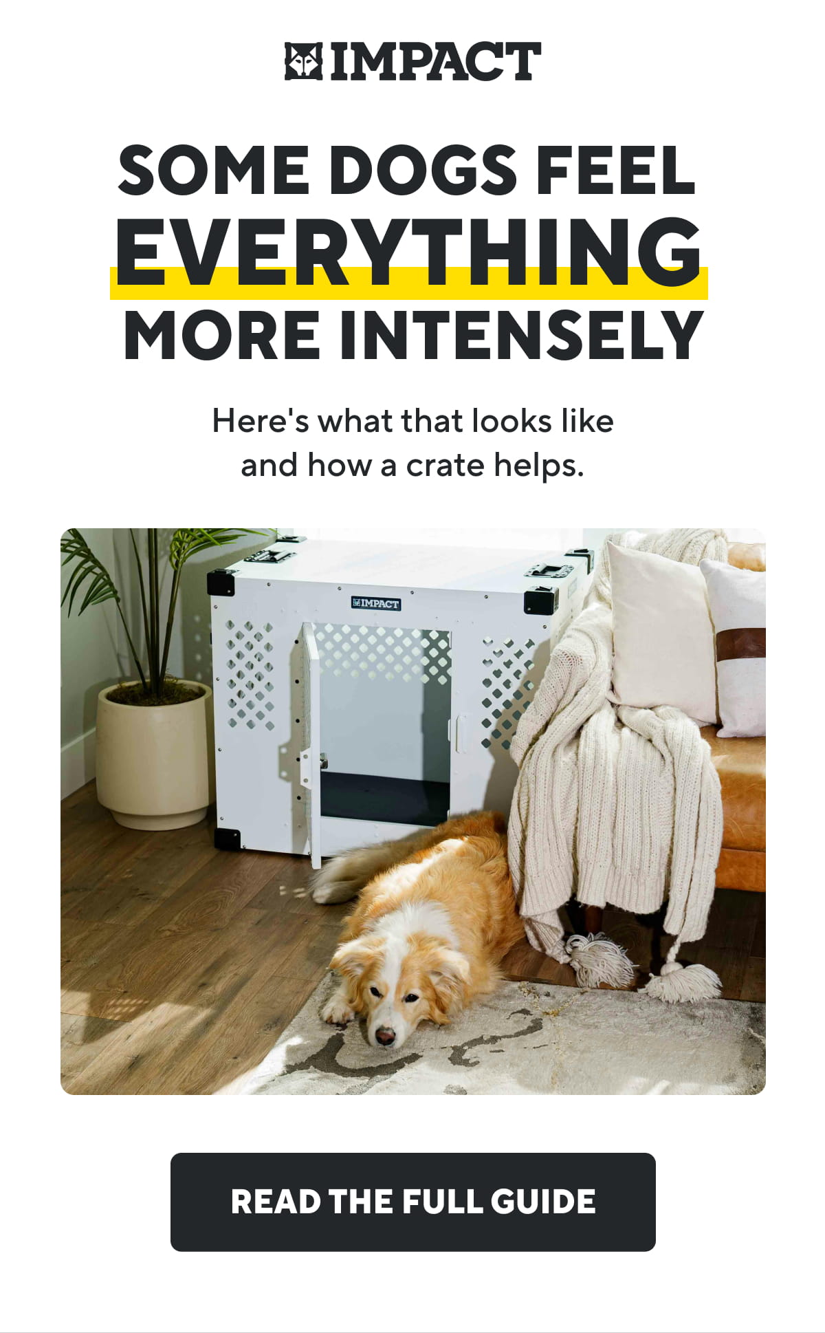 Some Dogs Feel Everything More Intensely | Read The Full Guide