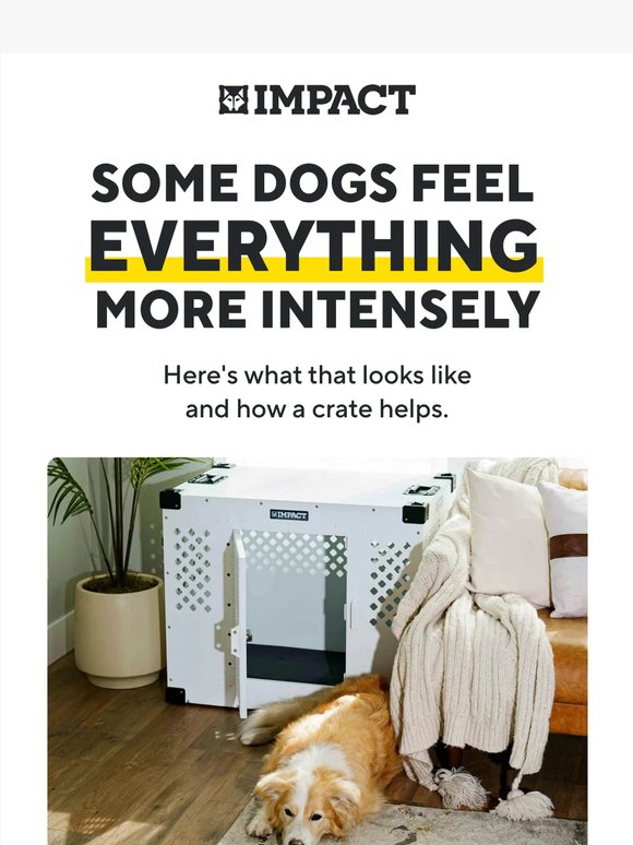 Is Your Dog Overwhelmed Right Now? 🐾