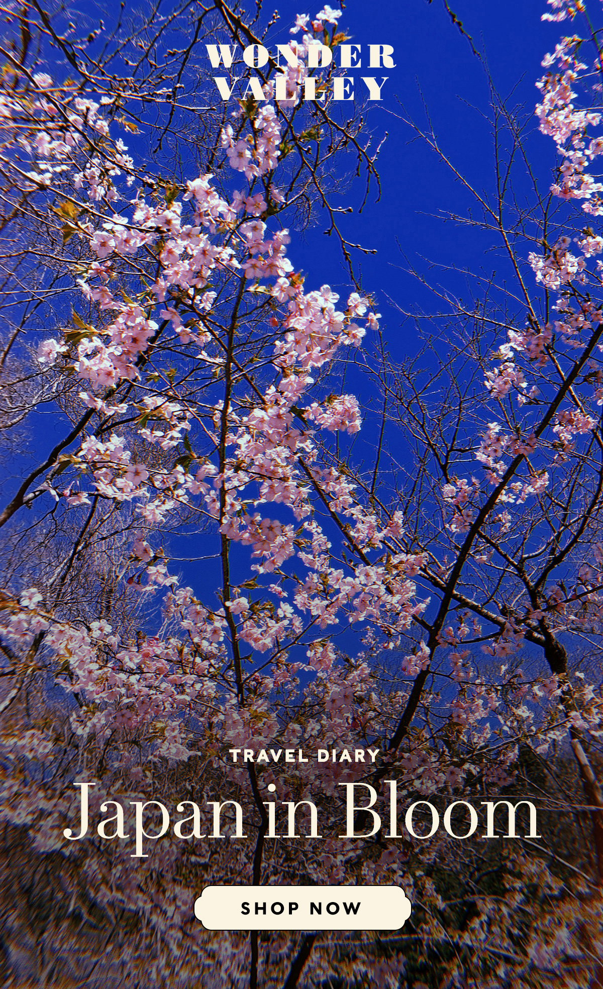 Travel Diary Japan in Bloom