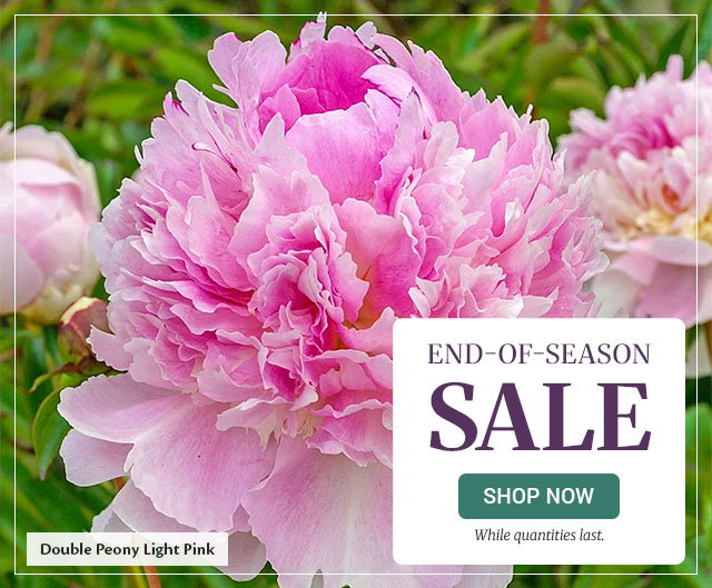 End-of-Season Sale
