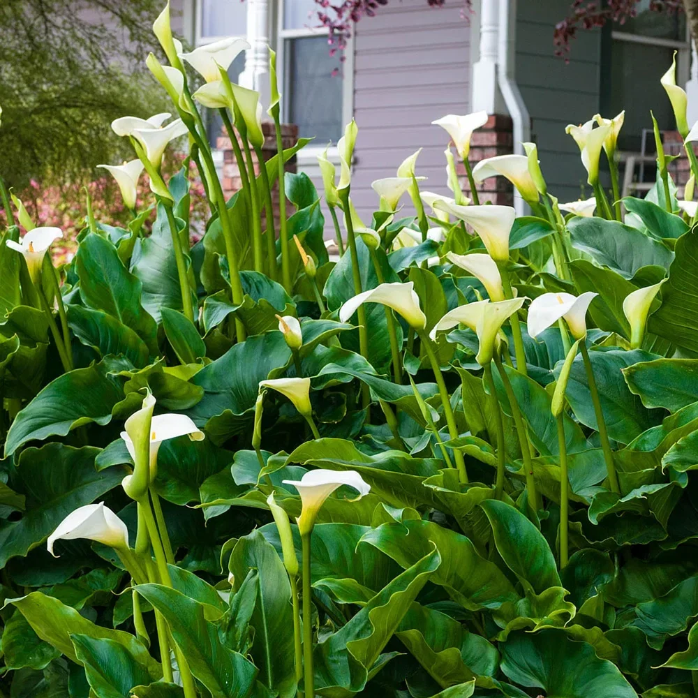 Hybrid Calla Lily Aethiopica