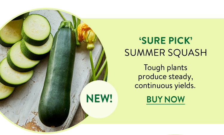 Sure Pick, Summer Squash