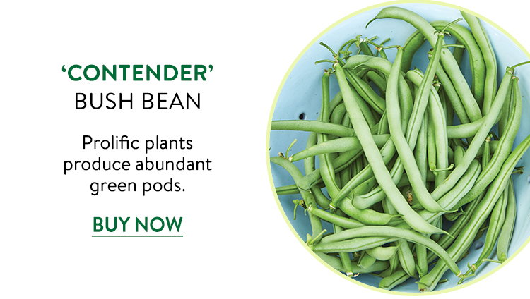 Contender, Bush Bean