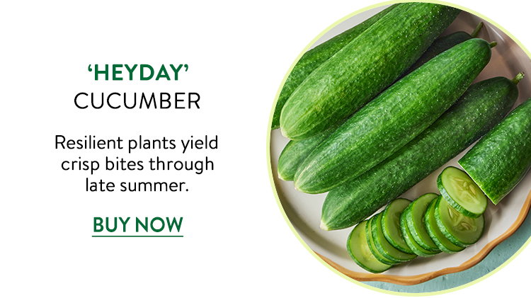Heyday, Cucumber