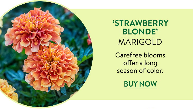 Strawberry Blonde, Marigold