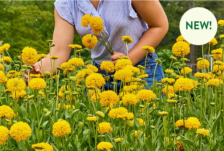Independence, Gaillardia
