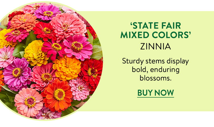 State Fair Mixed Colors, Zinnia