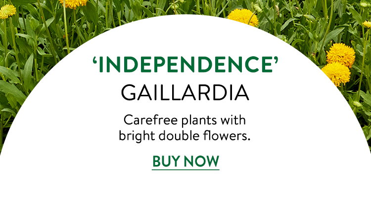 Independence, Gaillardia