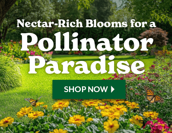 Nectar-Rich Blooms for a Pollinator Paradise