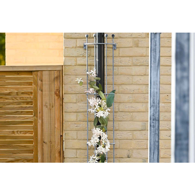 Southwold Drainpipe Trellis