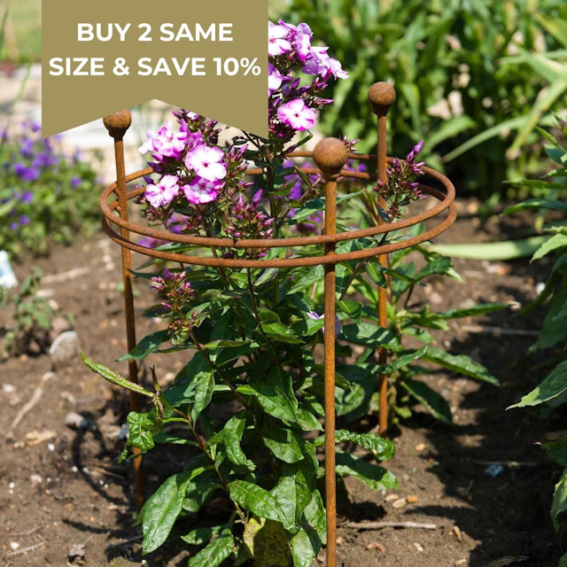 Harrod Short Circular Plant Support - Rust - 60cm H x 45cm Dia. Rust - ARC-242