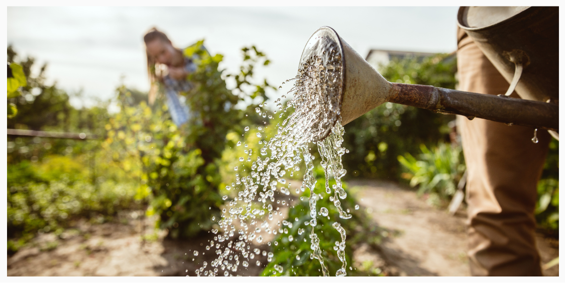 Shop Fruit Trees