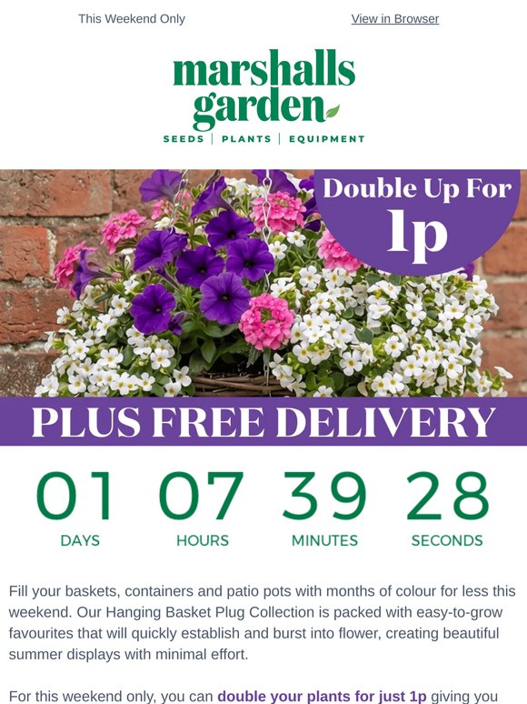 Double Up For 1p on Hanging Basket Bedding Plugs