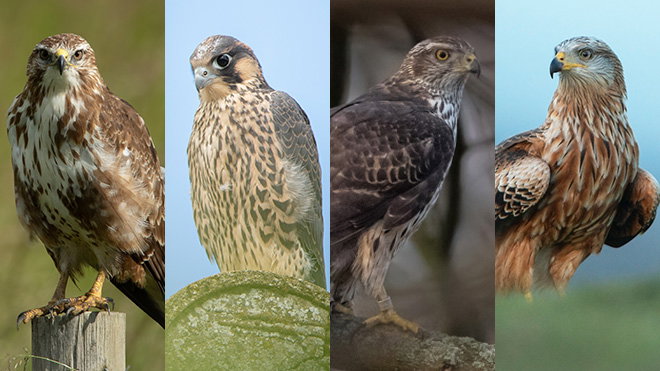 Buzzard, Peregrine, Goshawk and Red Kite
