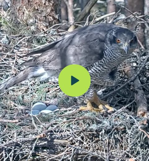 Goshawk on its nest with a clutch of four eggs