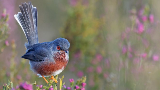 Dartford Warbler