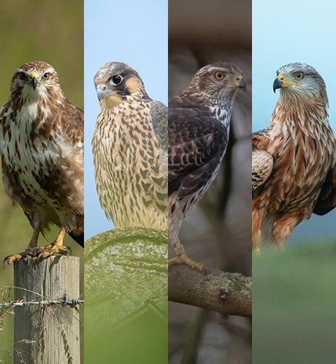 Buzzard, Peregrine, Goshawk and Red Kite