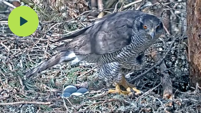 Goshawk on its nest with a clutch of four eggs