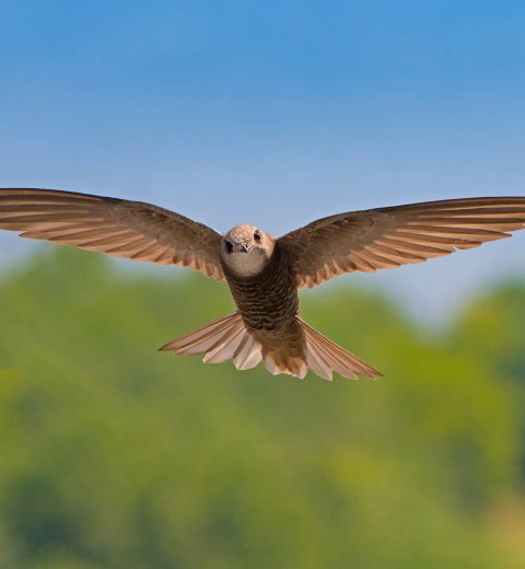 A Swift in flight looking towards camera