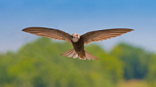 A Swift in flight looking towards camera