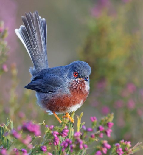 Dartford Warbler