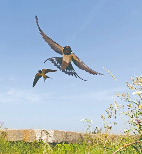 Two Swallows flying over a low brick wall