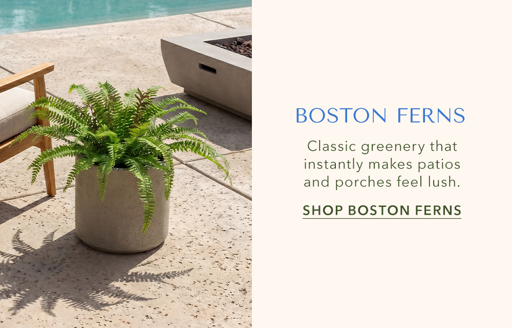 Boston Ferns