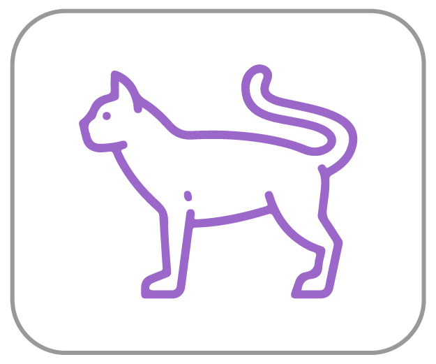 Kat Dierenapotheek