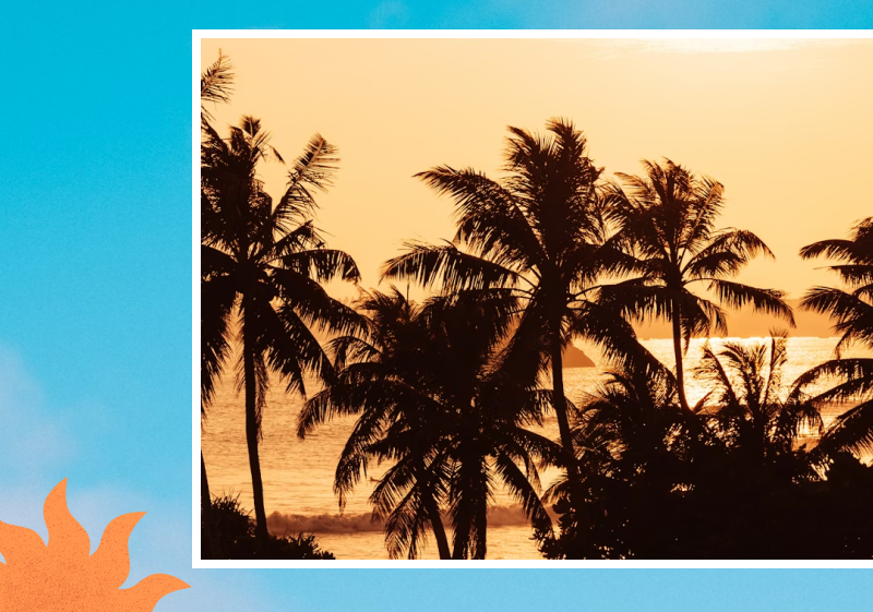 palm trees