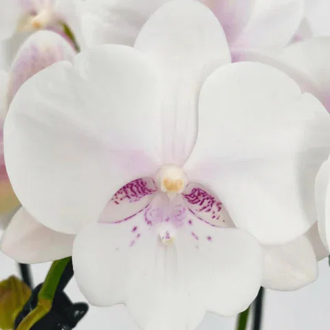 Wasserfall Phalaenopsis Perle mit weiß-rosa Blüten und 2 Rispen