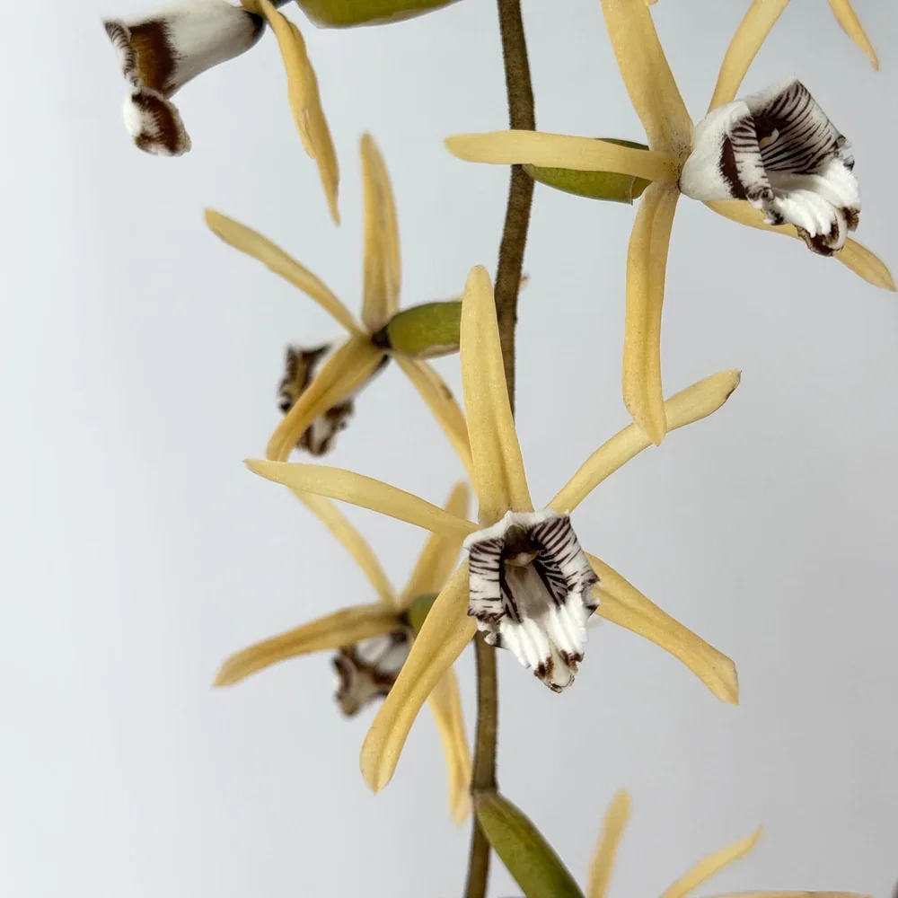Coelogyne dayana Solitärpflanze im Orchideenkorb mit Rispenansatz - Rarität!