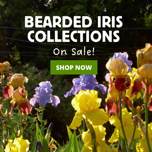 Bearded Iris Collections
