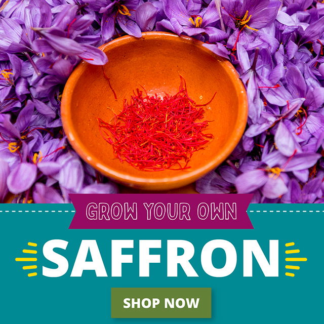 Saffron Crocus